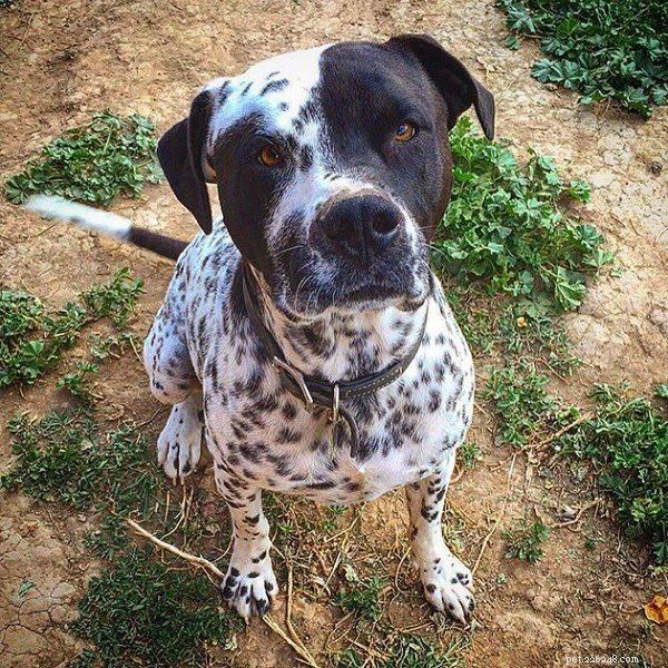 10 Adorable Dog Mixes You’ll Love: Top Picks for Your Family