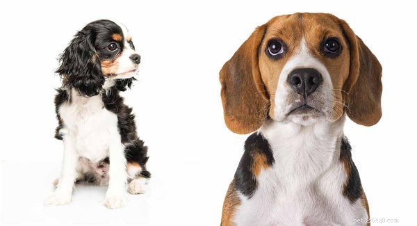 10 Adorable Dog Mixes You’ll Love: Top Picks for Your Family