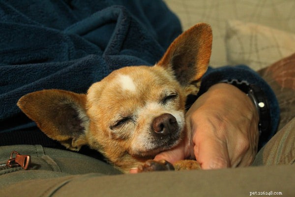Top 7 Lap Dogs for Cozy Home Life