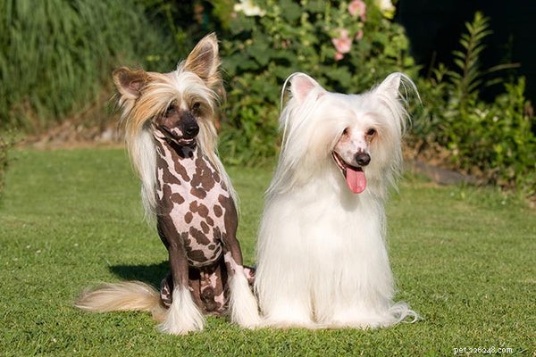 Top 7 Lap Dogs for Cozy Home Life
