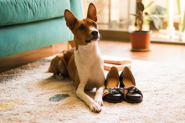 Basenji Dogs: Key Facts, Benefits, and Why They’re an Excellent Choice