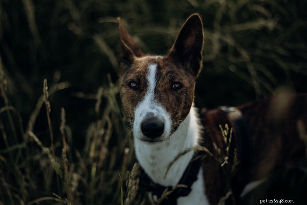 Basenji Dogs: Key Facts, Benefits, and Why They’re an Excellent Choice