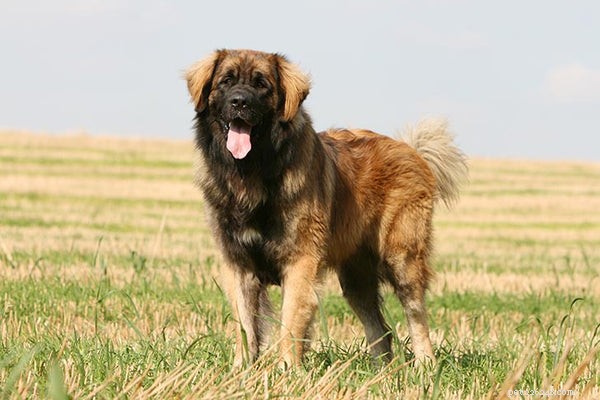 Explore the Top 10 Rare Dog Breeds for Your Next Companion