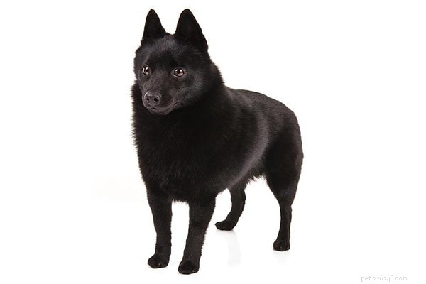 Explore the Top 10 Rare Dog Breeds for Your Next Companion
