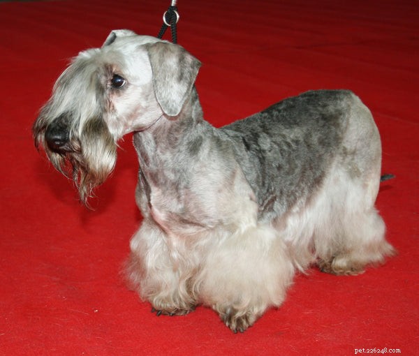 Explore the Top 10 Rare Dog Breeds for Your Next Companion