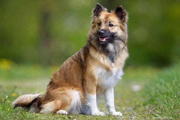 Explore the Top 10 Rare Dog Breeds for Your Next Companion