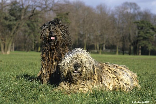 Explore the Top 10 Rare Dog Breeds for Your Next Companion
