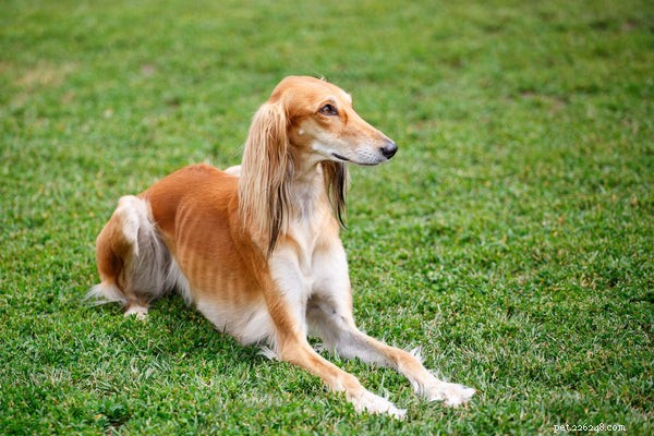 Explore the Top 10 Rare Dog Breeds for Your Next Companion