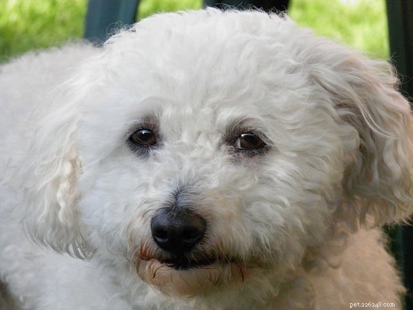 Explore the Top 10 Rare Dog Breeds for Your Next Companion
