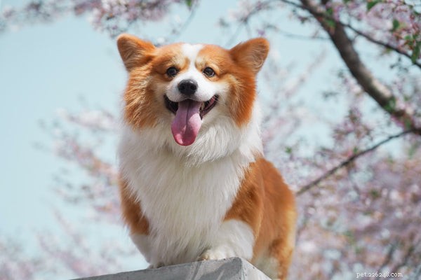 Choosing the Right Corgi: A Guide to Corgi Varieties