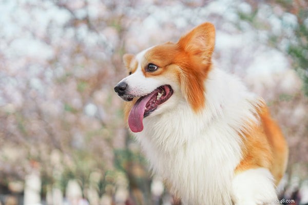 Choosing the Right Corgi: A Guide to Corgi Varieties