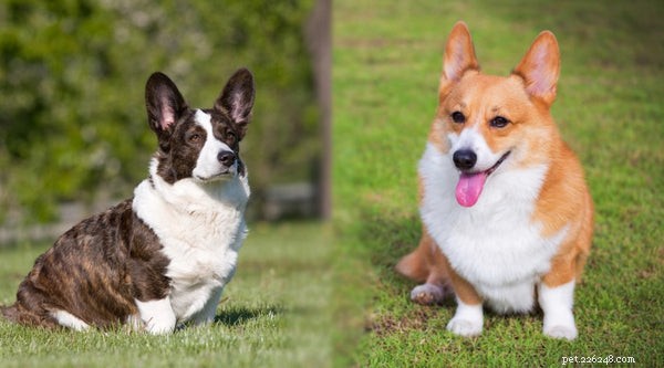 Choosing the Right Corgi: A Guide to Corgi Varieties