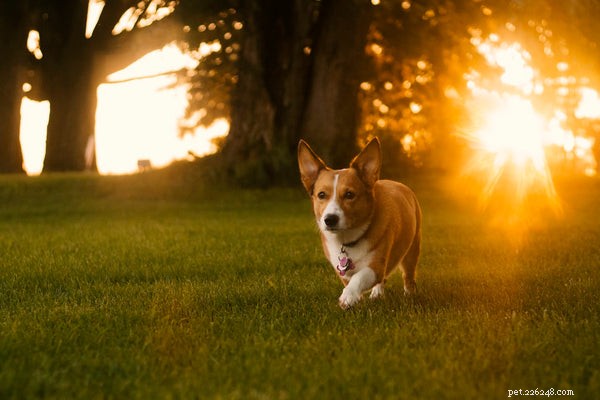 Choosing the Right Corgi: A Guide to Corgi Varieties