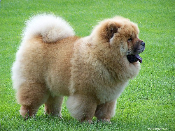 Discover the 4 Most Ancient Dog Breeds With Rich Heritage