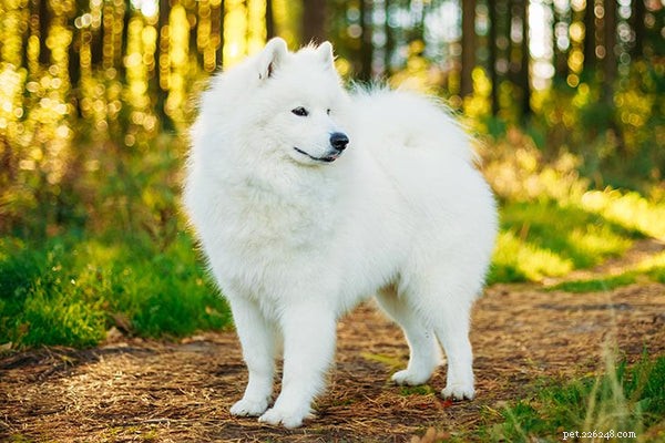 Discover the 4 Most Ancient Dog Breeds With Rich Heritage