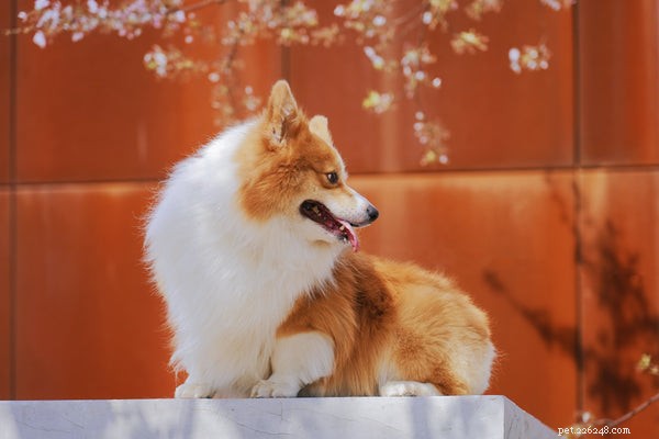 Top 7 Friendly Dog Breeds for Family Life