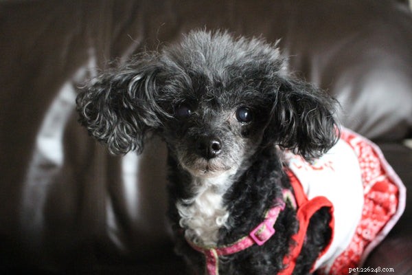 Top 7 Friendly Dog Breeds for Family Life