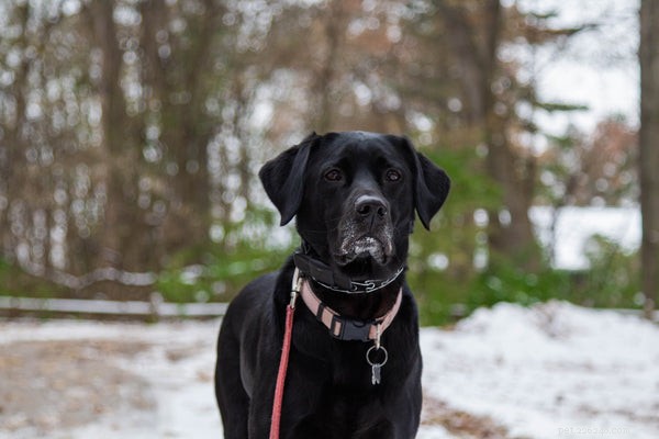 Top 7 Friendly Dog Breeds for Family Life