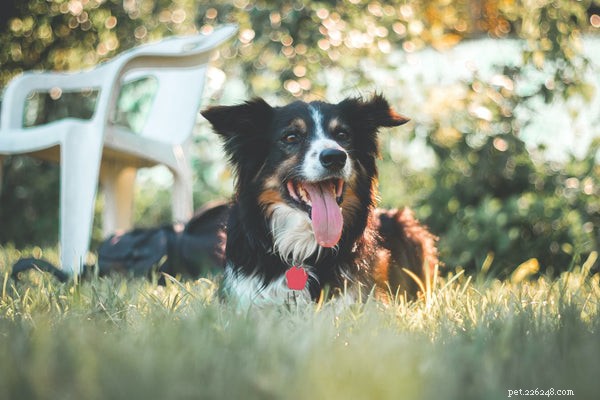 Top 7 Friendly Dog Breeds for Family Life