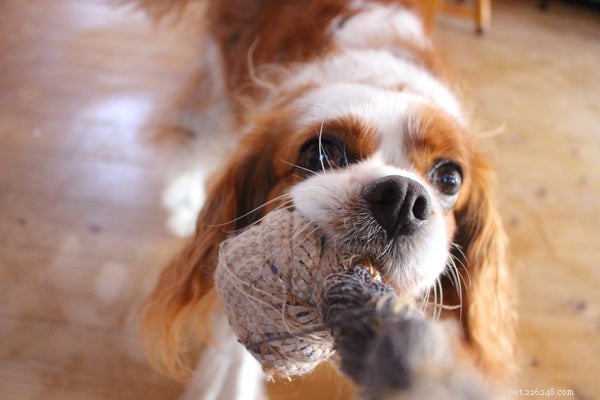 Top 7 Friendly Dog Breeds for Family Life