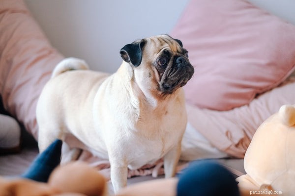 Top 7 Friendly Dog Breeds for Family Life