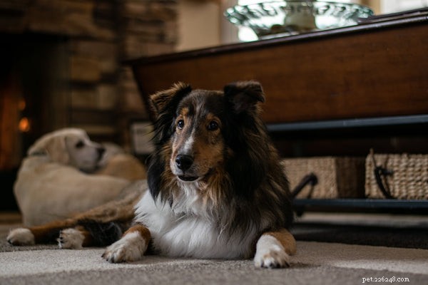 Top Medium‑Sized Dog Breeds for Your Family