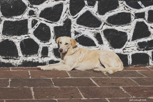 Top Medium‑Sized Dog Breeds for Your Family