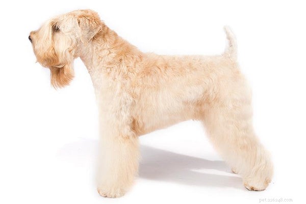 Top Medium‑Sized Dog Breeds for Your Family