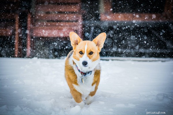 Top Medium‑Sized Dog Breeds for Your Family