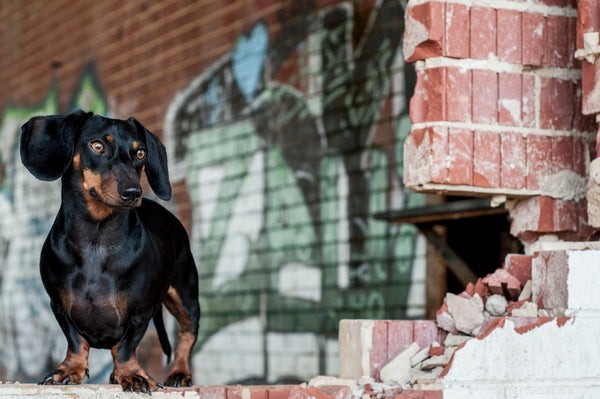 Top Medium‑Sized Dog Breeds for Your Family