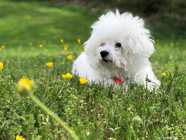 Top Medium‑Sized Dog Breeds for Your Family