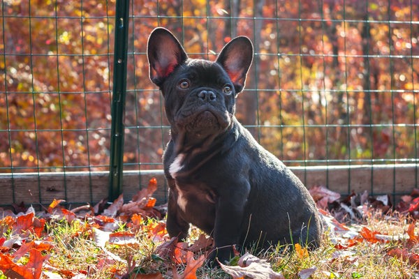 Top Medium‑Sized Dog Breeds for Your Family