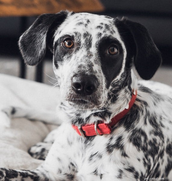 Top Medium‑Sized Dog Breeds for Your Family