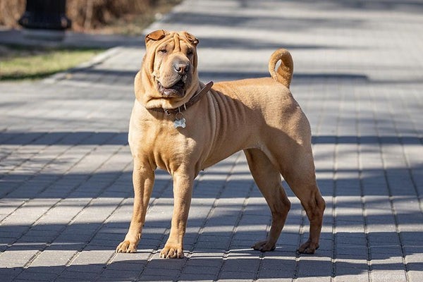 Top Medium‑Sized Dog Breeds for Your Family