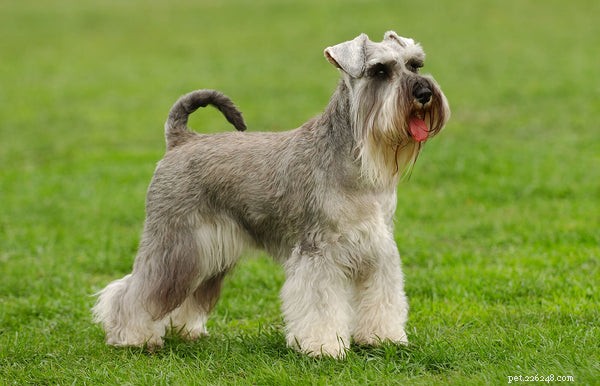 Top Medium‑Sized Dog Breeds for Your Family
