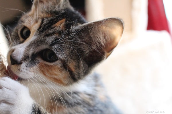 Discover the World of Tabby Cat Breeds: Facts & Fun