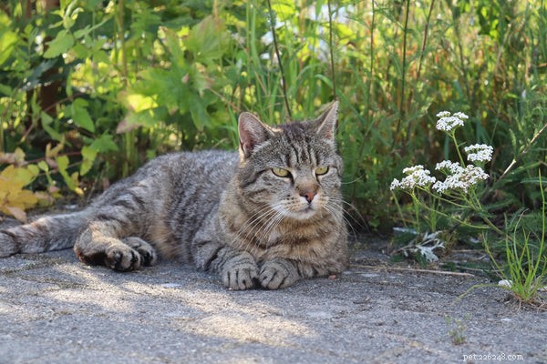 Discover the World of Tabby Cat Breeds: Facts & Fun