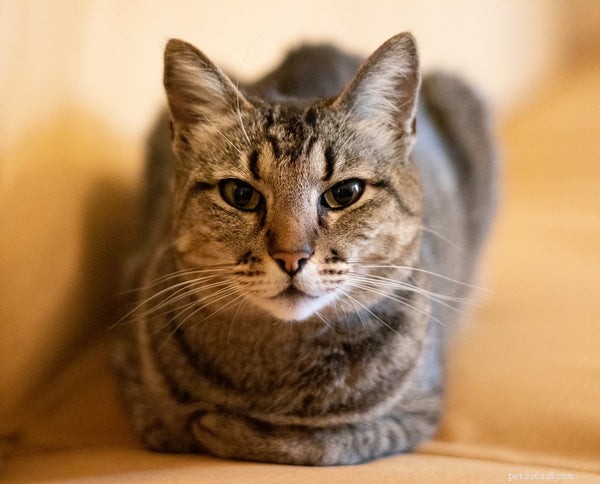 Discover the World of Tabby Cat Breeds: Facts & Fun
