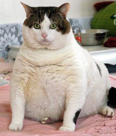 Discover the World of Tabby Cat Breeds: Facts & Fun