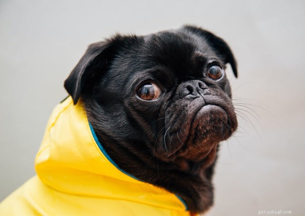 Top Proven Strategies to Extend Your Pug’s Life