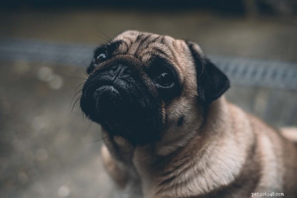 Top Proven Strategies to Extend Your Pug’s Life