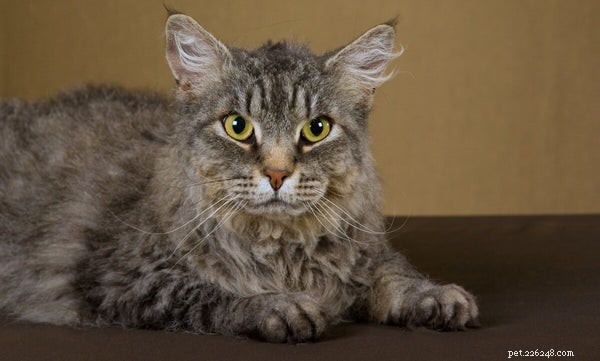 The Ultimate Guide to the LaPerm Cat: Traits, Care, and Why It’s a Unique Family Companion