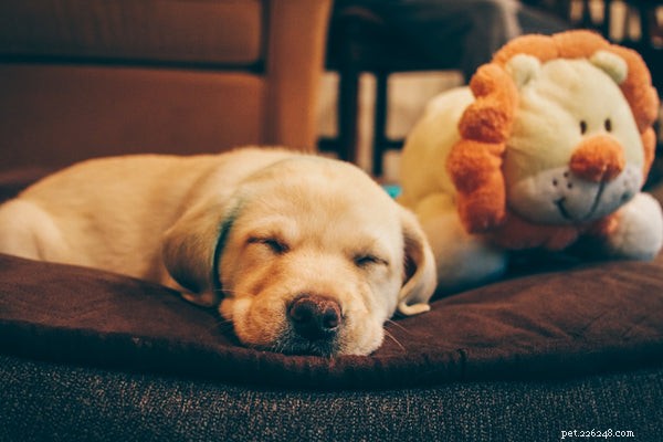 5 Surprising Insights into Dog Behavior Every Owner Should Know