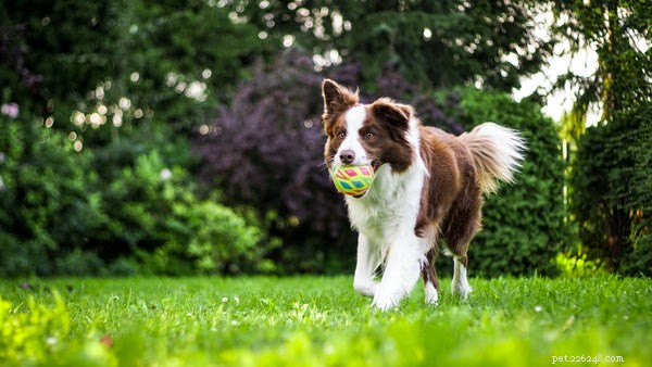 5 Surprising Insights into Dog Behavior Every Owner Should Know