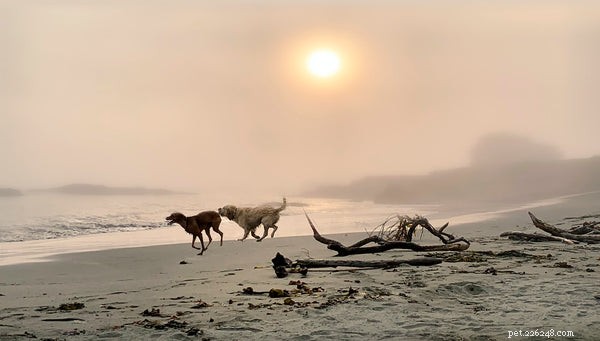 5 Surprising Insights into Dog Behavior Every Owner Should Know