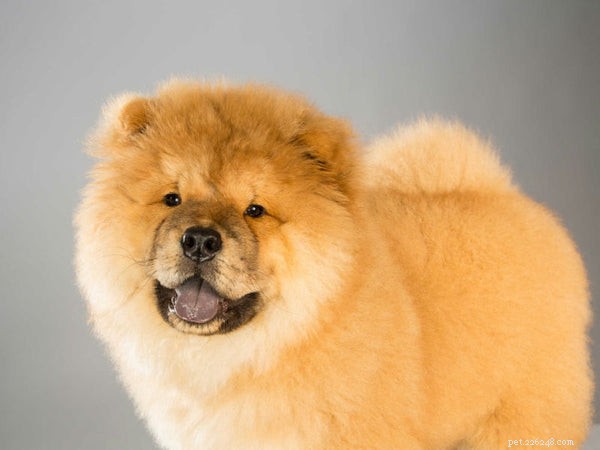 All About Chow Chows: History, Care, and Personality of the Ancient Lion‑Furred Breed