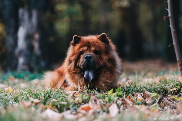 All About Chow Chows: History, Care, and Personality of the Ancient Lion‑Furred Breed