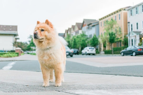All About Chow Chows: History, Care, and Personality of the Ancient Lion‑Furred Breed