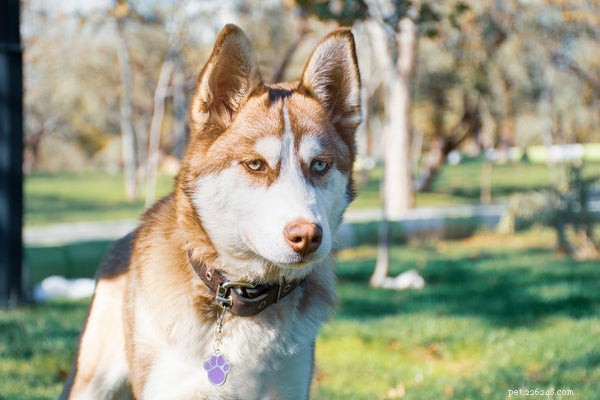 All About Fluffy Dog Breeds: Care, Grooming, and Choosing the Right Companion