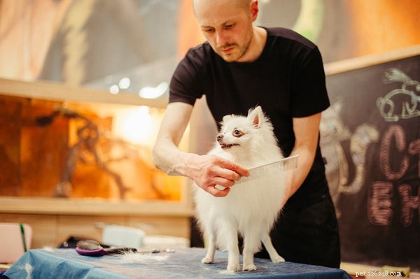 All About Fluffy Dog Breeds: Care, Grooming, and Choosing the Right Companion